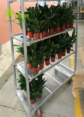 Contenedor de almacenamiento de plástico hermético rectangular y transparente libre de BPA