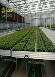 El invernadero hidropónico del almácigo de las bandejas crece las camas para el semillero/la verdura de las plantas