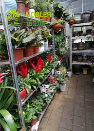 Los PP ruedan la carretilla holandesa galvanizada de la flor del centro de jardinería