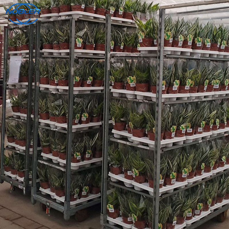 La exclusiva plástica del supermercado del estante de la carretilla de la flor de la carretilla danesa de la mano utiliza las carretillas modificadas para requisitos particulares