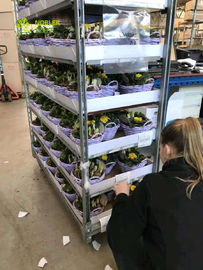 La exclusiva plástica del supermercado del estante de la carretilla de la flor de la carretilla danesa de la mano utiliza las carretillas modificadas para requisitos particulares
